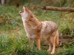 howling-coyote-pictures