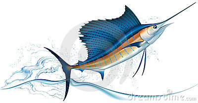 pesce-vela-del-pacifico-di-salto-23020113