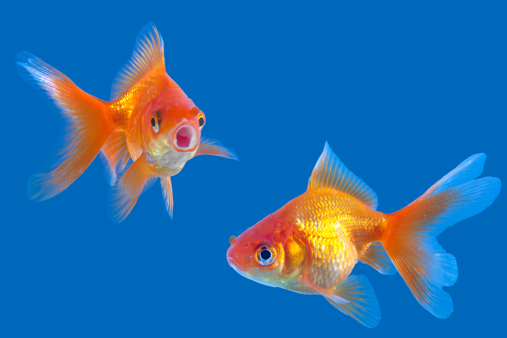 Quanto dura la memoria di un pesce rosso us and culture for Razze di pesci rossi